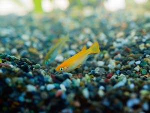 Medaka fish can sense danger close-by, recognizing the chemicals released by fatally injured fish.