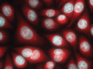 Long noncoding RNAs (stained red) can be seen outside the nucleus (blue) in the cytoplasm, where proteins are coded.