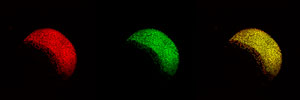 Zebrafish embryo expressing fluorescently-labeled Oct4 at gastrula stage.