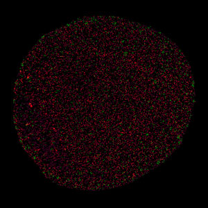 Computed reconstruction of the meshwork (magenta) created by the protein lamin B1 (red) on the inner surface of a mouse fibroblast nucleus.