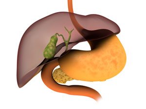 A schematic of the digestive system including the stomach (orange), liver (brown), gallbladder (green), and the bile duct (green tubes).
