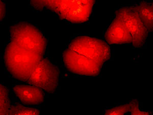 A*STAR researchers find that two proteins belonging to the same family maintain embryonic stem cell pluripotency, but through different mechanisms.