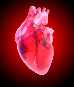 A*STAR researchers discover key genes involved in the transformation of embryonic stem cells into heart muscle cells.