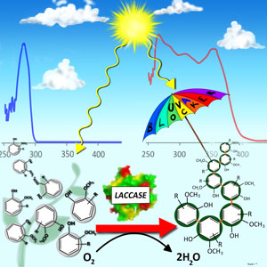 A lignin-like short chain oligomer (right) absorbs UV light far more effectively than its component monomers (left).