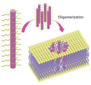 Schematic showing how the monopeptides (pink) stack up to form columns (left), which through interactions of their side chains (green) form pore-like structures (middle) through membranes (right).