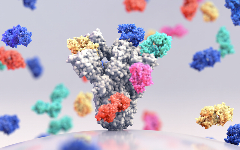 How long do COVID19 antibodies last? A*STAR Research